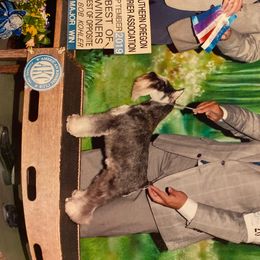 Miniature Schnauzers and Poodles from Tropheous