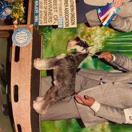 Miniature Schnauzers and Poodles from Tropheous