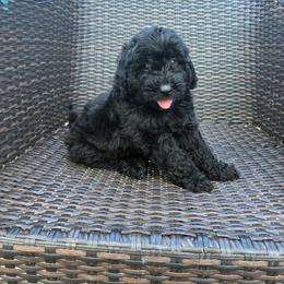 Kona - Black male Goldendoodle puppy in Captain Cook, Hawaii from Big Island Goldendoodles