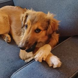 Moonshine - Sable and white Old Time Scotch Collie puppy in Conifer, Colorado from Secret Spring Ranch
