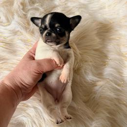 Tiffany - Black and white female Chihuahua puppy in Allentown, Pennsylvania from Tsunami Cockers & Chihuahuas