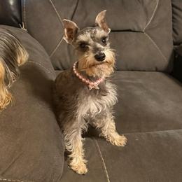 Tinker - Miniature Schnauzer