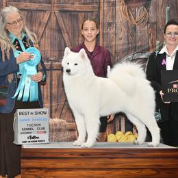 Eira - Samoyed