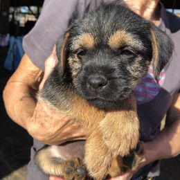 Border Terrier Puppies from Jessica’s Border Terriers