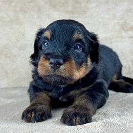 BPM2 - Black phantom male Aussiedoodle puppy in Prague, Oklahoma from Classic K9’s  Aussies & Doodles