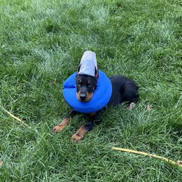 Zeus - Black and rust Doberman Pinscher puppy in Aurora, Colorado from Davis Doberman Pinschers