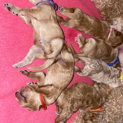 Double Doodle and Goldendoodle Puppies from Golden Paw Doodles