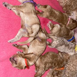 Double Doodle and Goldendoodle Puppies from Golden Paw Doodles