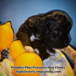 Aussiedoodle, Poodle, and Toy Australian Shepherd Puppies from High Desert Companions
