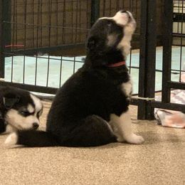 Siberian Husky Puppies from Myths and Legends Siberian Huskies