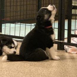 Siberian Husky Puppies from Myths and Legends Siberian Huskies