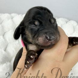 Christina💜 - Black and cream female Dachshund puppy in New Braunfels, Texas from 2 Knights Doxies