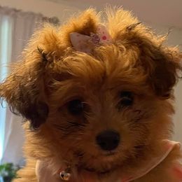 Aussiedoodles, Goldendoodles, Labradoodles, and Poodles from Hope House Doodles