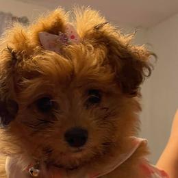 Aussiedoodles, Goldendoodles, Labradoodles, and Poodles from Hope House Doodles