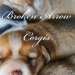 American Corgis and Pembroke Welsh Corgis from Prairie Moon Stockdogs