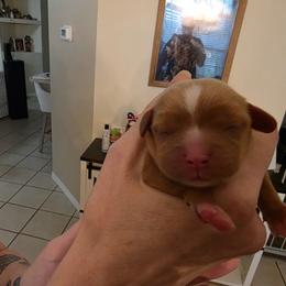 Ruby girl - Ruby female Cavalier King Charles Spaniel puppy in Melbourne, Florida from Majestic Cavaliers of Melbourne FL