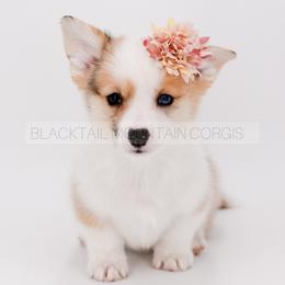 Lumi - Red merle and white female American Corgi puppy in Santaquin, Utah from Blacktail Mountain Corgis