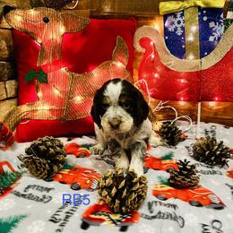 RB5 - Tri-Roan male English Springer Spaniel puppy in Britton, South Dakota from K&S Canines
