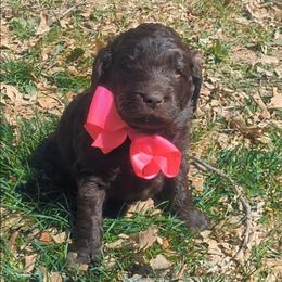 Reba - female Newfypoo puppy in South Haven, Minnesota from Hidden Haven Poodles and Doodles