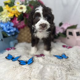 Aussiedoodle, Bernedoodle, and Goldendoodle Puppies from Little Golden Farm