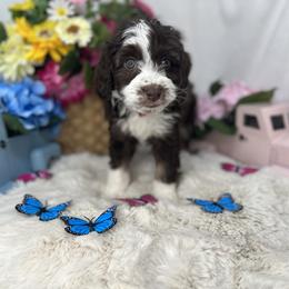 Aussiedoodle, Bernedoodle, and Goldendoodle Puppies from Little Golden Farm