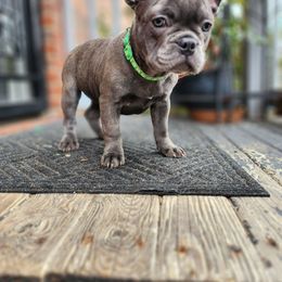 Kiwi - Blue female French Bulldog puppy in Cincinnati, Ohio from Sun City Kennels