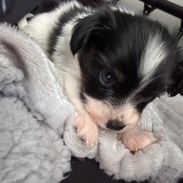 Cowboy - White black and tan male Papillon puppy in Lexington, South Carolina from Heather's Papillons