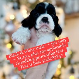 Black white male 1 - Black white and tan male Cocker Spaniel puppy in Texas from Sisu Cockers