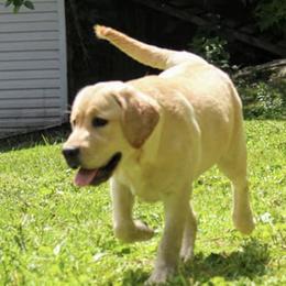 Labrador Retrievers from Campbell Valley Labradors