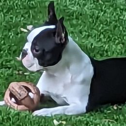 Gemma - Boston Terrier