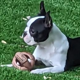 Gemma - Boston Terrier