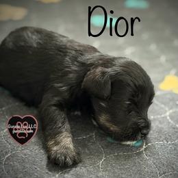 7 Dior - Black and white female Schnoodle puppy in Saint Augustine, Florida from Gunnie Luv, LLC