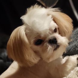Romeo - Shih Tzu