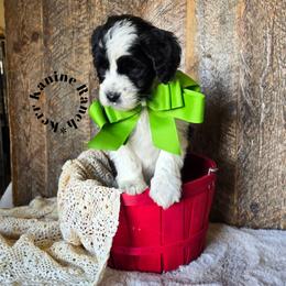 Hulk - Black and white male Sheepadoodle puppy in Ashton, Idaho from Kerr Kanine Ranch
