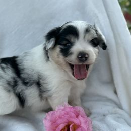 Scottish Terrier and Toy Australian Shepherd Puppies from Pecan Creek