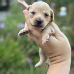 Opal - Cream female Dachshund puppy in Wharton County, Texas from Country Bumpkins