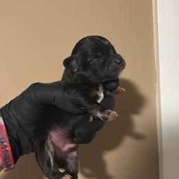 Remus - Black and tan male Chihuahua puppy in Knowlton Township, New Jersey from Augenblick Kennels