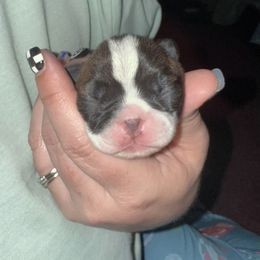 Girl 1 - Black brindle and white female Boston Terrier puppy in Spring City, Tennessee from Lake Forest Bostons