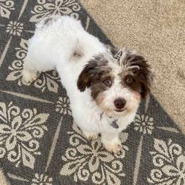 Mia - Aussiedoodle