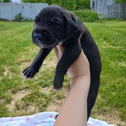 Comet - Black male Great Dane puppy in Marshall, Michigan from Dream K9