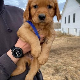 Blue M - Golden Retriever puppy in Hall, Montana from Goosetown Goldens