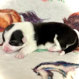 Girl 2 - Black and tan female Pembroke Welsh Corgi puppy in Woodland, Washington from MB Acres Corgis