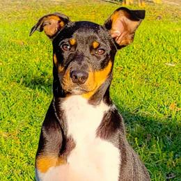 Roman - Rat Terrier