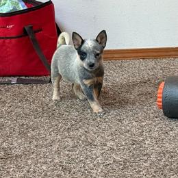 Girl 2 - Blue speckled female Australian Cattle Dog puppy in Concrete, Washington from Back Country Australian Cattle dogs