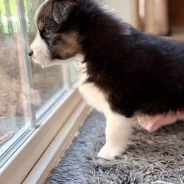 Australian Shepherd Puppies from Crab Point Australian Shepherds