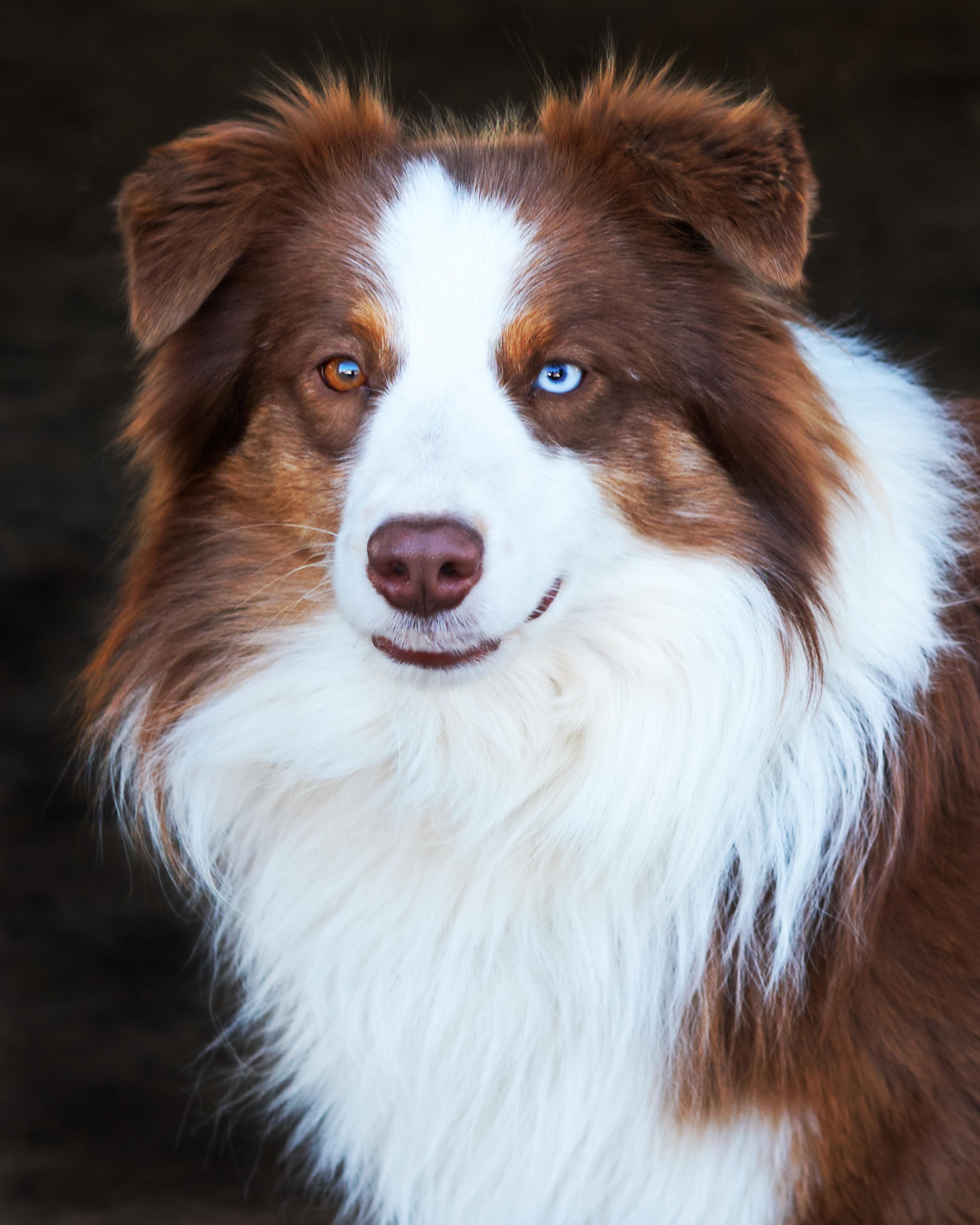 Sparki