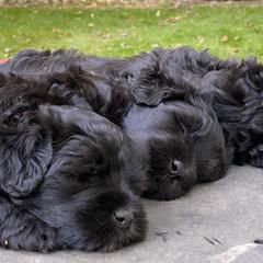 Bergamasco Sheepdog Puppies from Silver Pastori Bergamascos