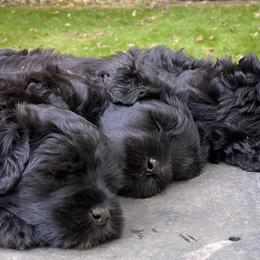 Bergamasco Sheepdog Puppies from Silver Pastori Bergamascos