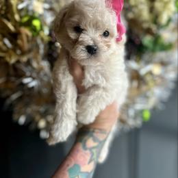 Faith - Cream female Poodle puppy in Adolphus, Kentucky from Deerly Poodles