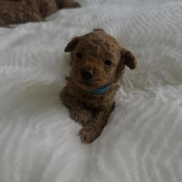 Mango - Red male Maltipoo puppy in San Diego, California from Maltipoos SD
